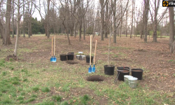 Acțiunea de plantare a arborilor în preajma Asociației Medicale Teritoriale Ciocana